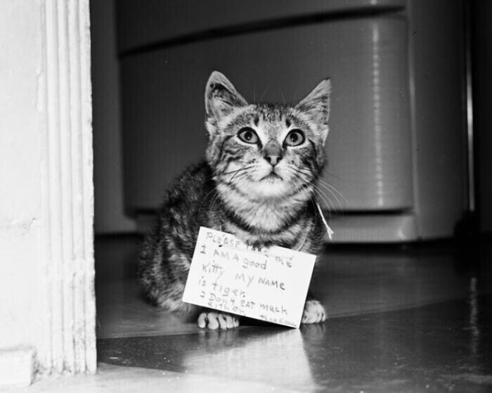 Котенок с объявлением о поиске хозяев. 1952 год
