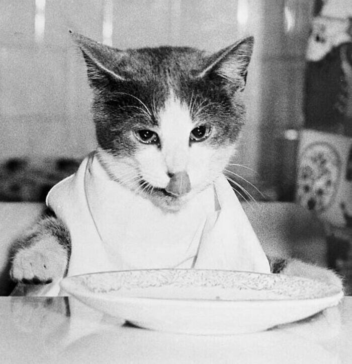 Обед. Фото 1955 года