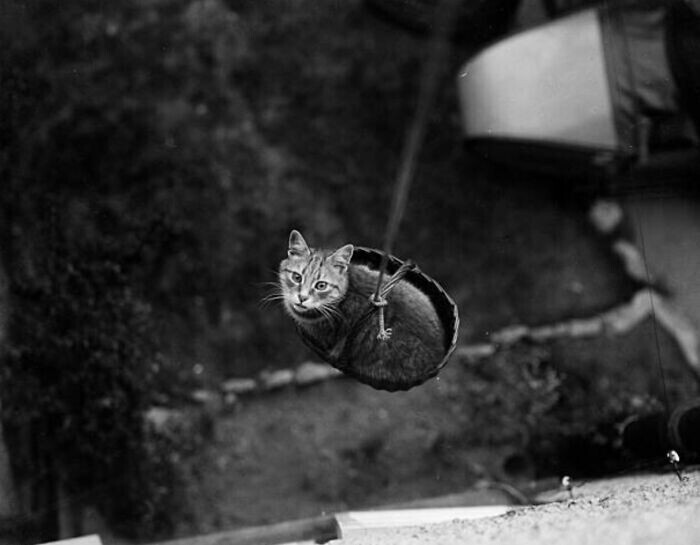 Кошку спускают в корзинке на прогулку. 1933 год