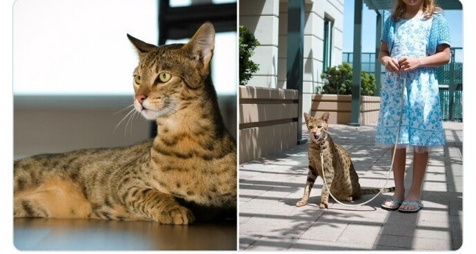 Самая дорогая порода кошек - ашера. Помесь азиатского леопарда, африканского сервала и обычной домашней кошки стоит $125 000 за экземпляр