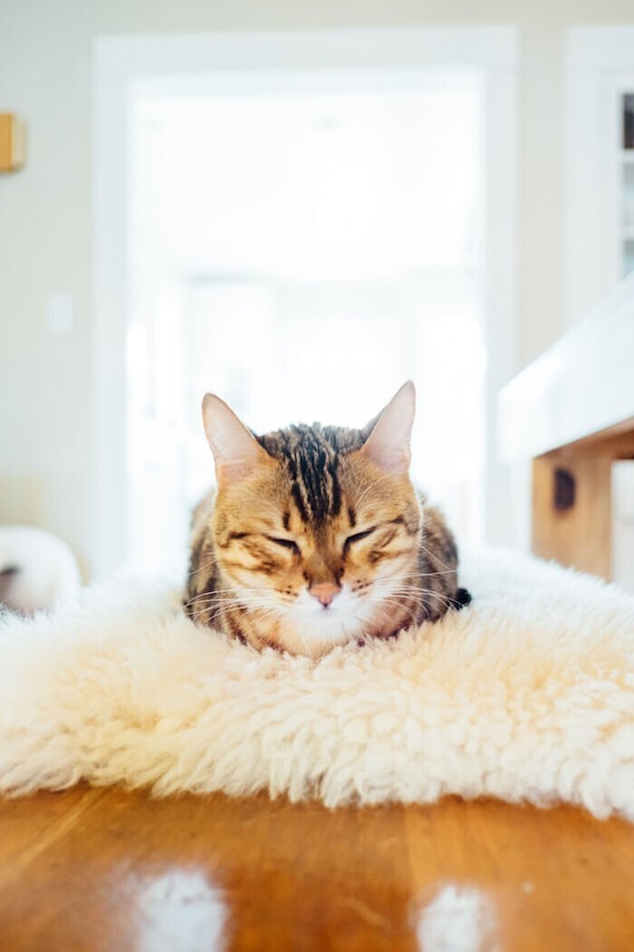 Кошки часто спят на вещах, обуви и постельном белье хозяина - его запах приносит им комфорт
