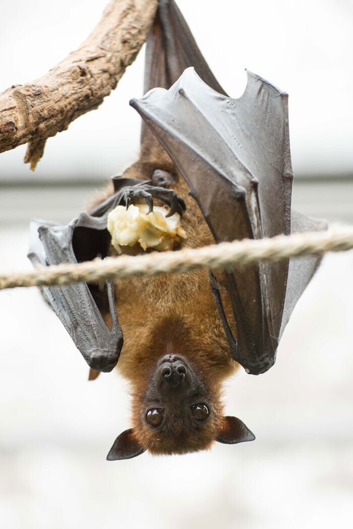 Вампировые летучие мыши делятся едой с другими сородичами, которым не удалось поймать добычу