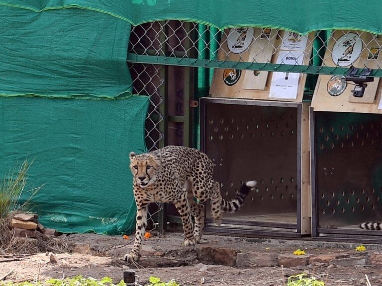 В Индию из Намибии вернулись «вымершие» гепарды