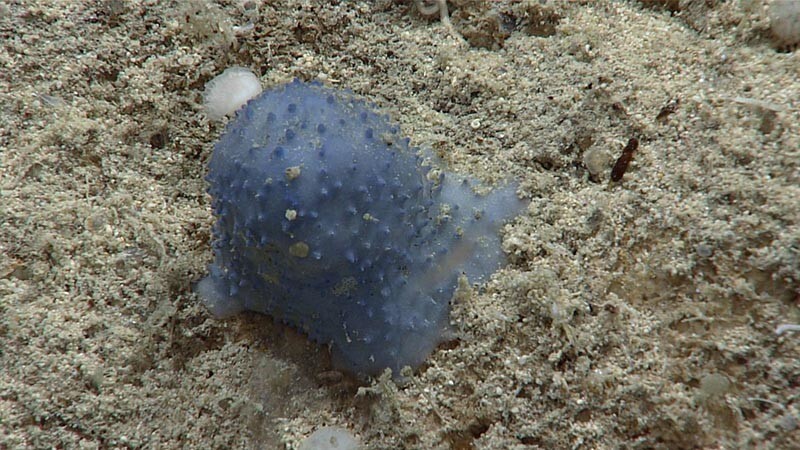 Крупный план одного из таинственных существ в виде «голубой слизи», обнаруженных исследователями с помощью ROV недалеко от острова Санта-Крус в Карибском море
