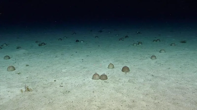 Скопление около 30 морских анемонов, которое, по мнению учёных, представляет собой большую репродуктивную группу