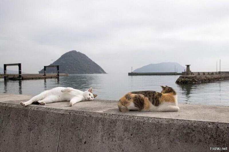 Коты и море
