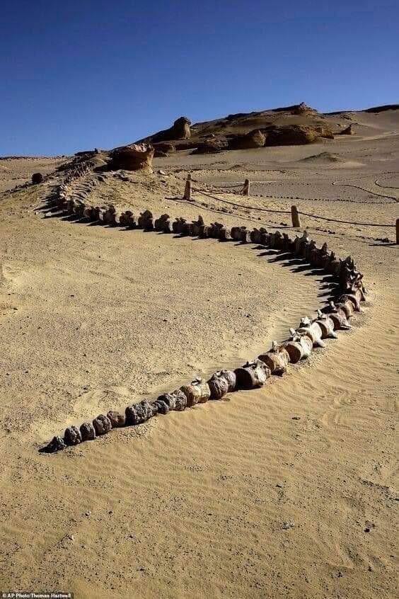 Окаменелость скелета кита возрастом 37 миллионов лет (более 20 метров в длину), найденного в Вади-аль-Хитан, египетская пустыня. Сейчас на этом месте открыт музей