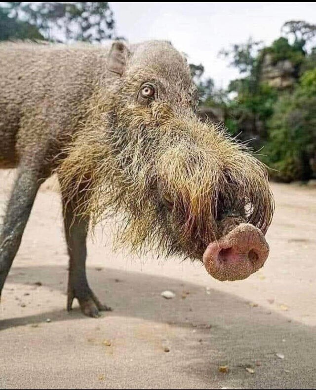 Борнейская свинья, также известная как бородатая свинья, обитает в тропических лесах и мангровых зарослях Суматры, Борнео и Малайского полуострова
