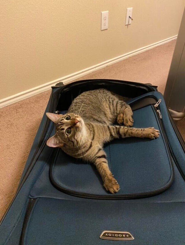 Он понял, что я уезжаю, и не давал мне собирать чемодан