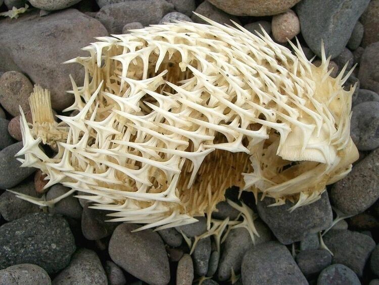 Скелет рыбы-фугу