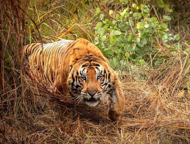 Самец тигра чётко даёт понять фотографу, что он достаточно близко