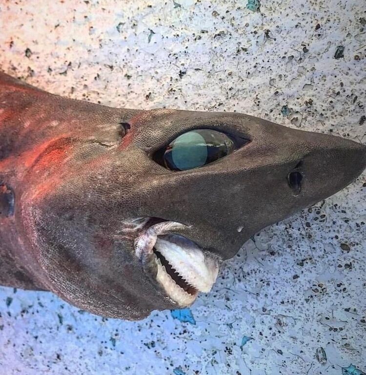 Австралийский рыбак поймал странную акулу на глубине 650 метров
