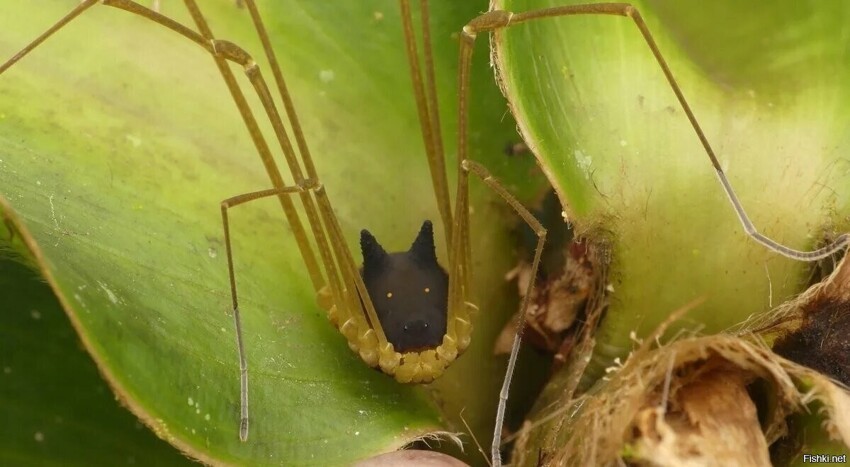 Этого паучка назвали Bunny Harvestman, что можно перевести, как кролик сенокосец