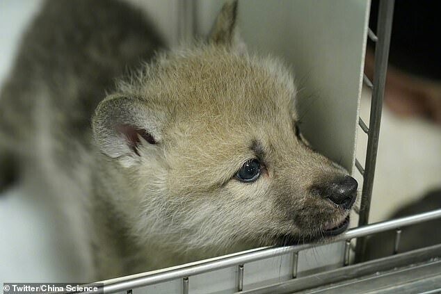 В Китае впервые клонировали арктического волка