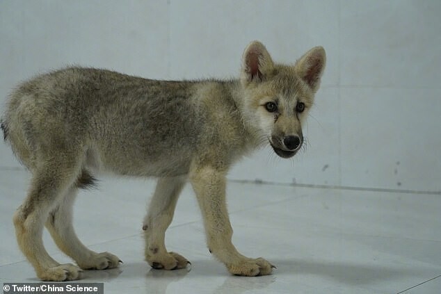 В Китае впервые клонировали арктического волка