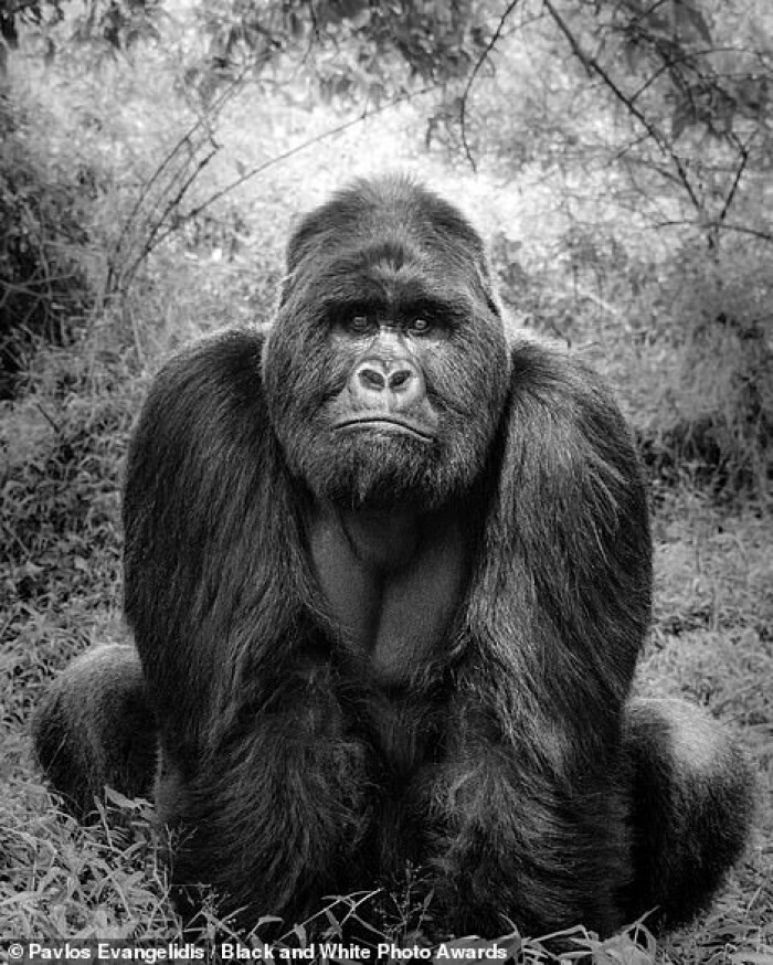 Национальный парк горилл Мгахинга в Уганде. На фото - местный обитатель, 225-килограммовая горная горилла по кличке Марк. Фотограф Pavlos Evangelidis