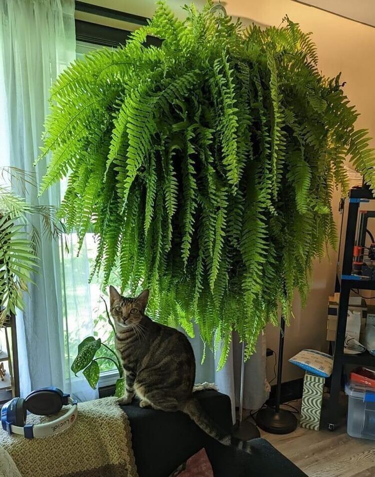 Растение папоротник и кошка по кличке Папоротник для масштаба