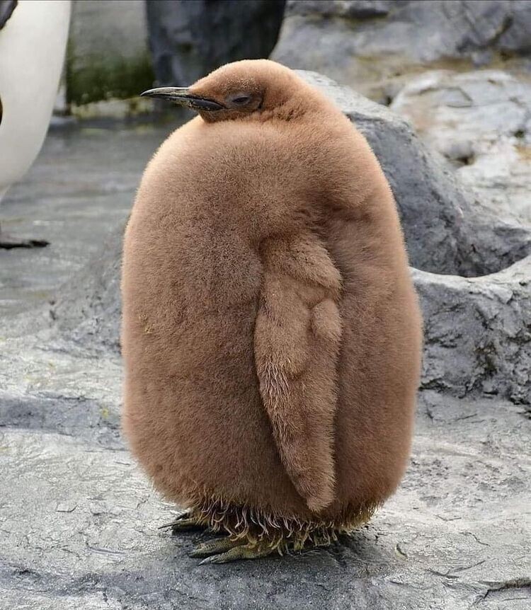 Детёныш королевского пингвина