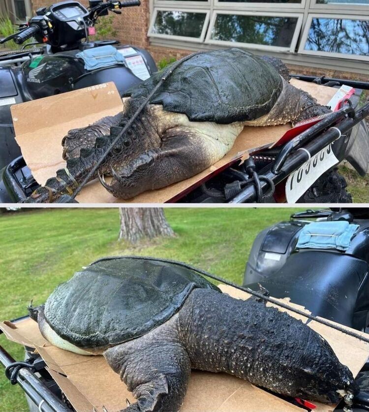Эта каймановая черепаха была найдена выброшенной на берег в Северном Висконсине