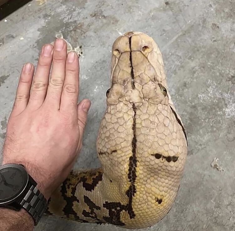 Голова сетчатого питона по сравнению с мужской рукой. Это самые большие змеи в мире, вырастающие до 7,5 метров в длину