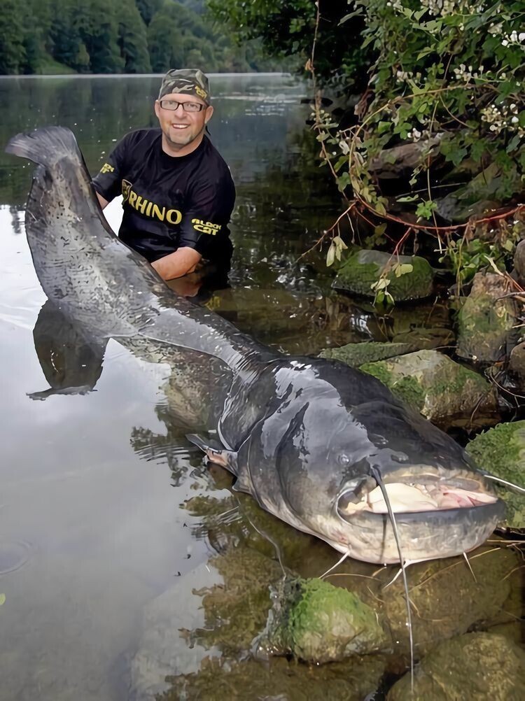 «Огромный сом длиной 216 см, пойманный пару лет назад недалеко от моего родного города на юге Германии»