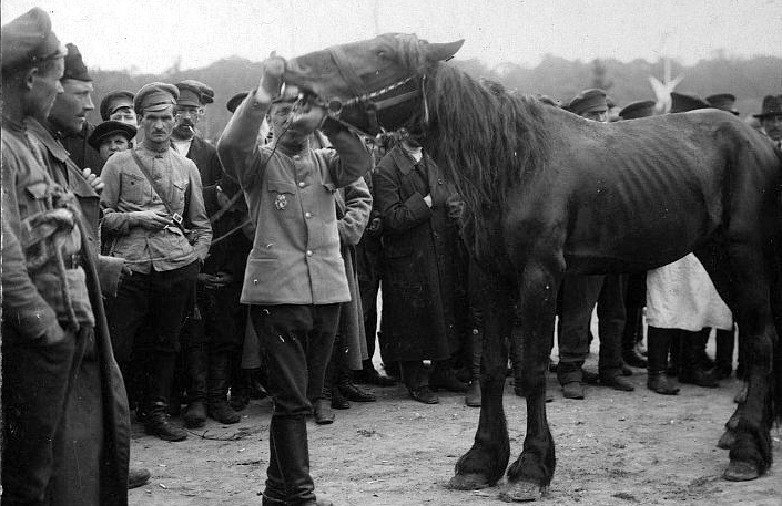 Мобилизация во время майского наступления Юденича на Петроград. Приемка лошадей для Красной Армии 1919 г.