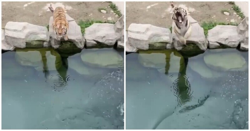 Голодные тигры пытаются поймать кусок мяса