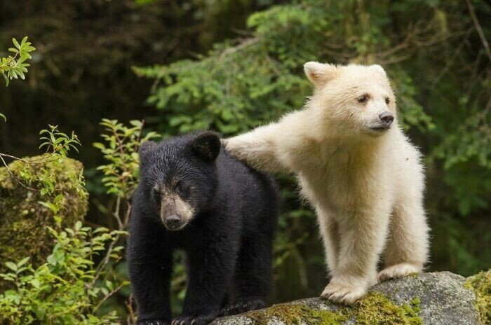 В канадской провинции Британская Колумбия некоторые медведи-барибалы рождаются с белым окрасом, и считаются символом удачи в этих местах