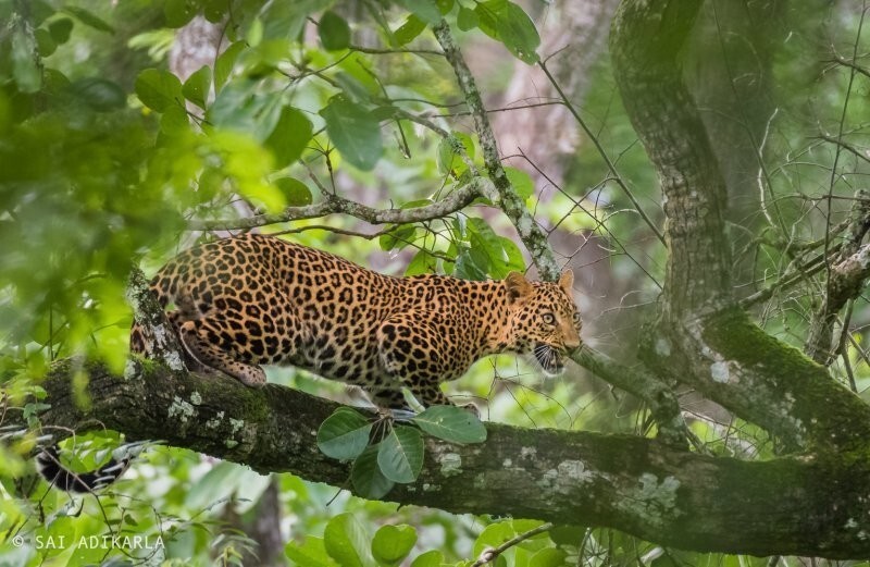 Леопард в индийском лесу съел пастуха-нелегала