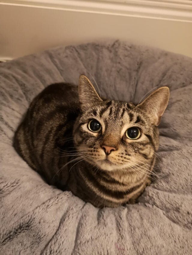 20 милых фотографий, на которых коты похожи на буханки хлеба