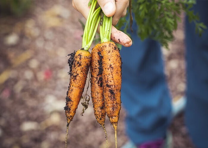 18. Если есть много моркови, можно улучшить зрение