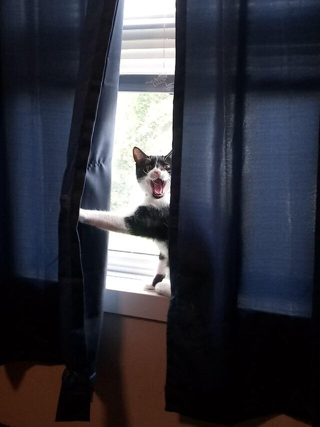 Наша кошка Молли даёт нам знать, что кто-то пришёл