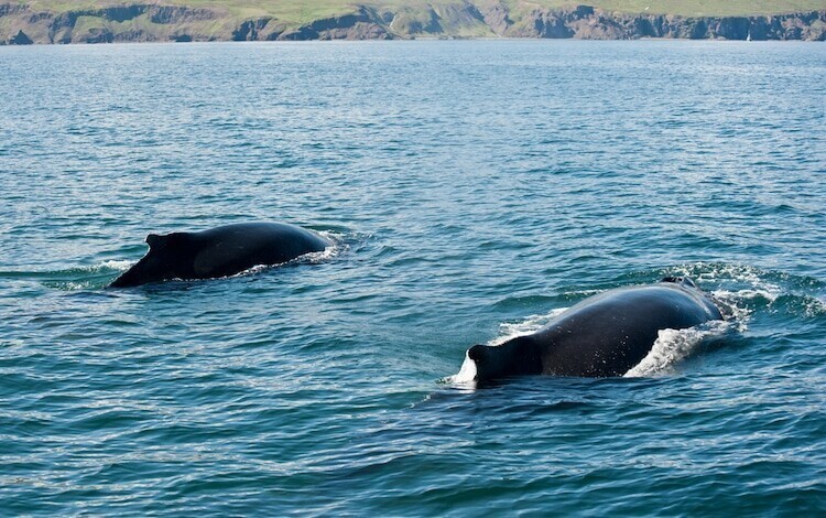 Песни китов - удивительный феномен природы