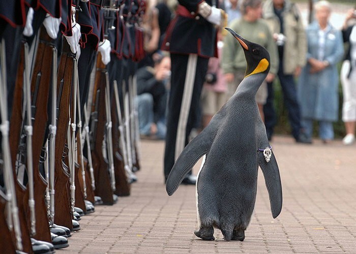 4. Церемониальным главой норвежской королевской гвардии является пингвин — бригадный генерал сэр Нильс Олав III