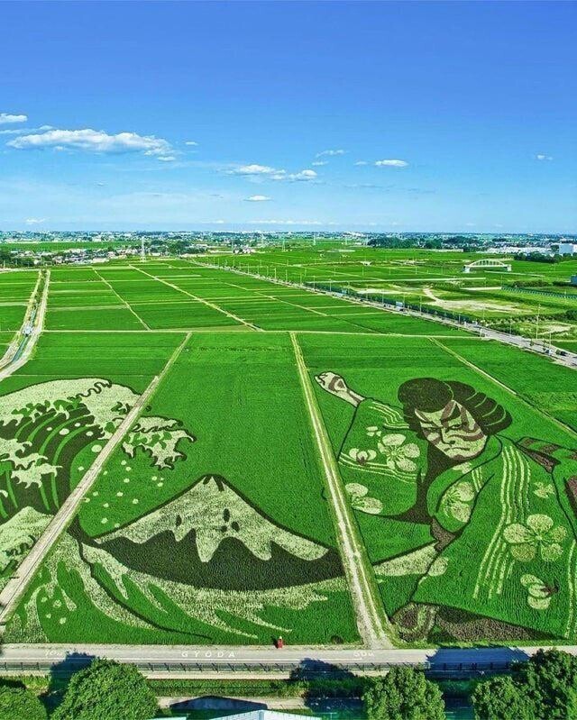 Искусство рисовых полей