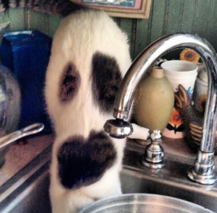 29. «Когда моя кошка пьет из раковины, она похожа на призрака»