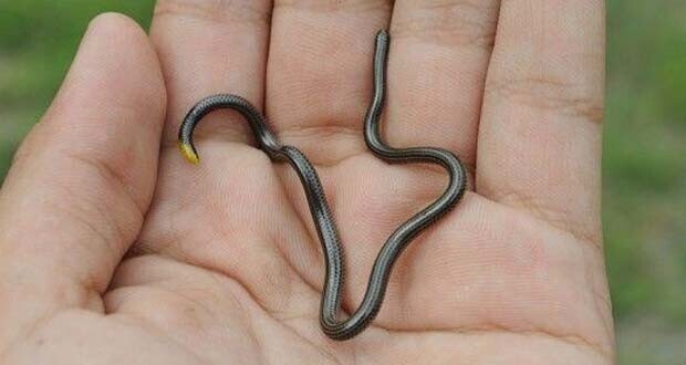 Самую маленькую змею в мире легко спутать с дождевым червем
