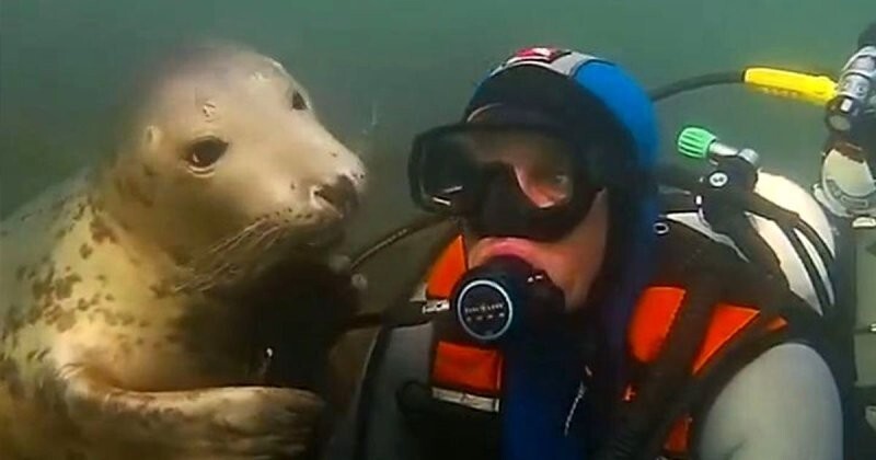 Очаровательный дикий тюлень заинтересовался дайвером