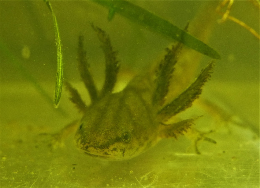 Желтопятнистая амбистома: саламандра, которая способна к фотосинтезу