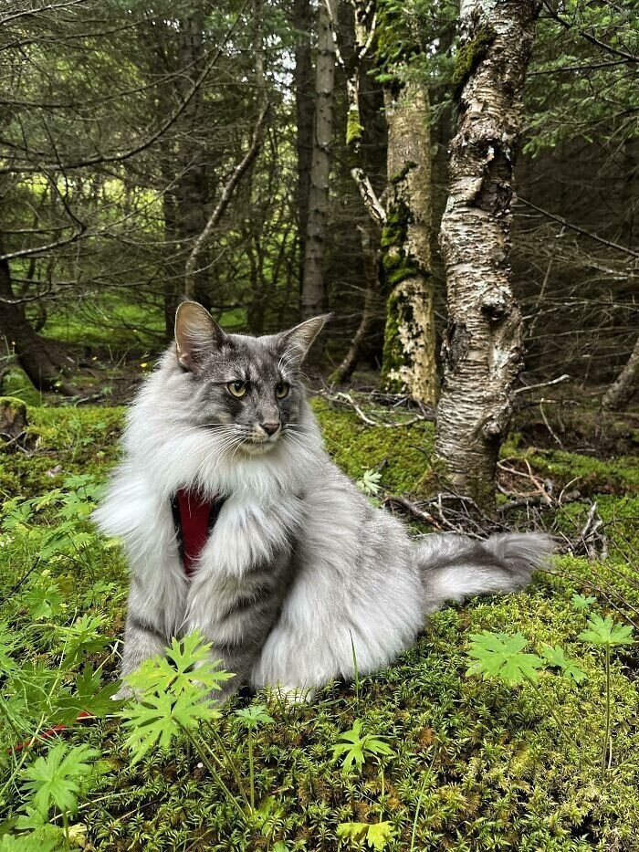 Величественные красавцы: норвежские лесные кошки