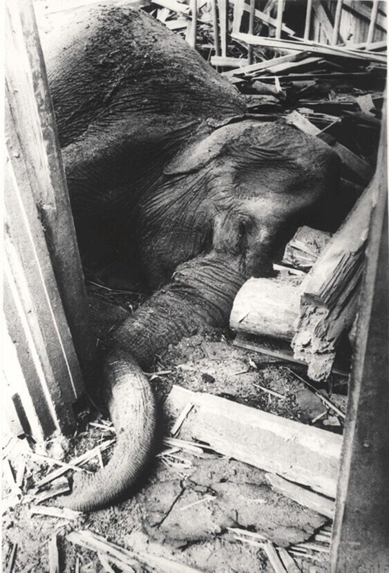 Убитая слониха Бетти в разбомбленном слоновнике Ленинградского Зоологического сада. 10 сентября 1941 год