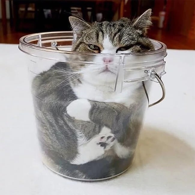Жидкокристаллические коты