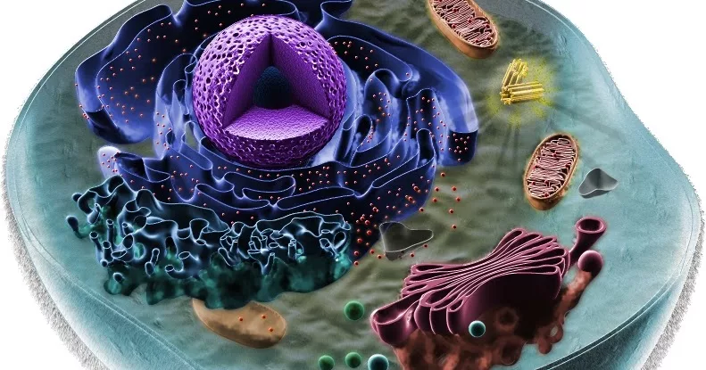 Подробная модель клетки человека