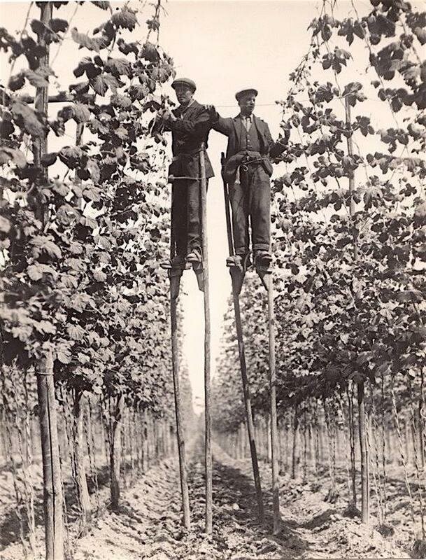 Чудеса ловкости и координации сборщиков винограда
