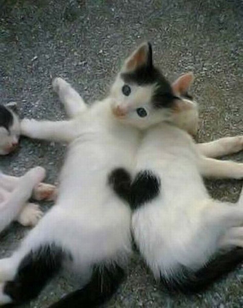 Смешные коты с сердечками