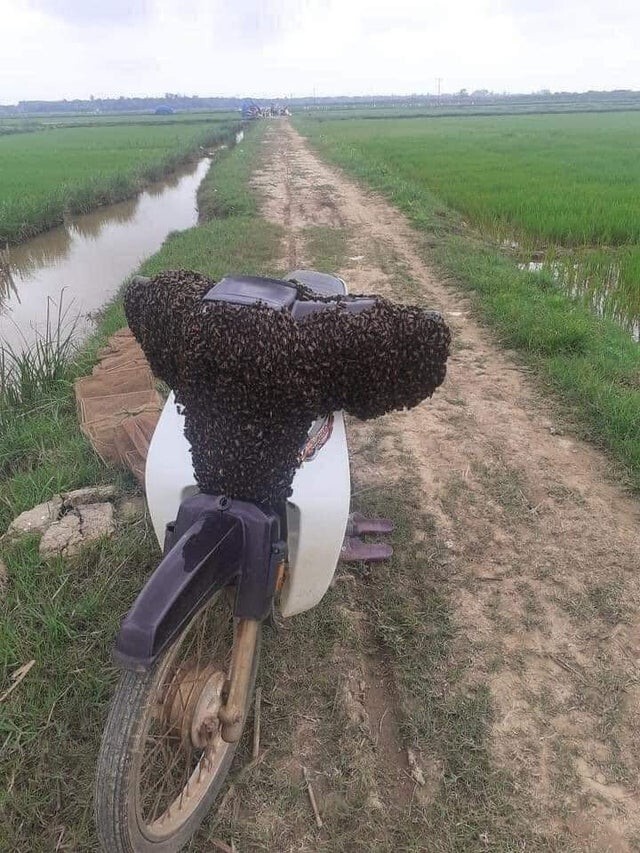 Работник рисового поля