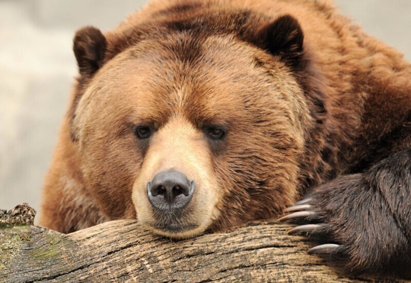 Медведь - Ведмiдь