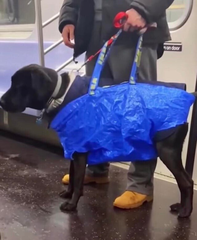Зато с собакой в пакете можно в метро (в США с крупными животными нельзя ездить в общественном транспорте)