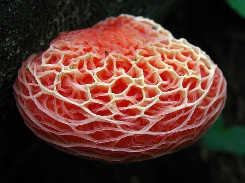 Это гриб Родотус дланевидный, его ещё называют Морщинистый персик