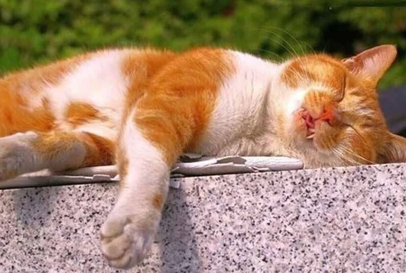 1643041033-55-damion-club-p-spyashchie-k